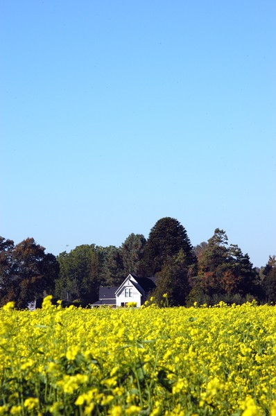 Mustard Field & Farmhouse