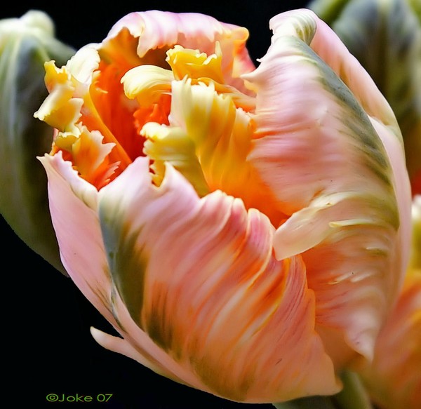 Beautiful colors off a tulip