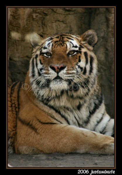 Tiger Day Dreams