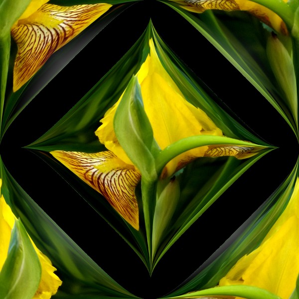 Yellow Iris Design