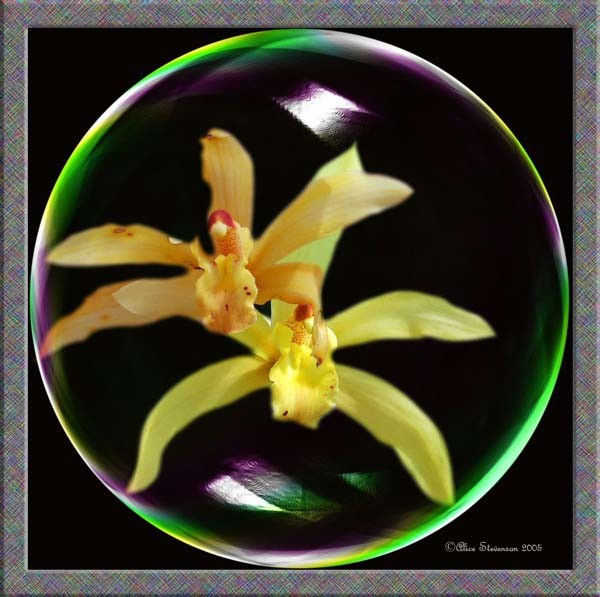 Ball of Orchids