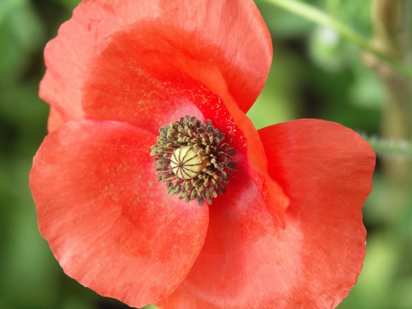 Bright Curvy Red Poppy Petals