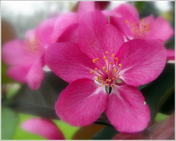 Pinkish Blossom