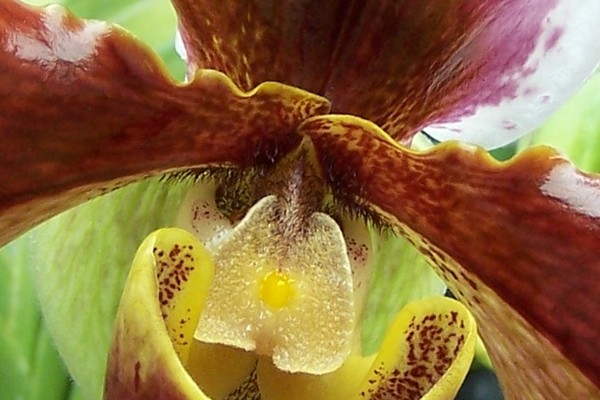 Inside the flower