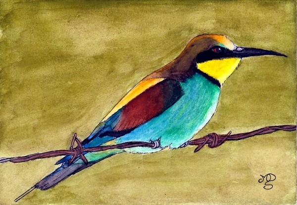 Il gruccione - Bee-eater (Merops apiaster L.)