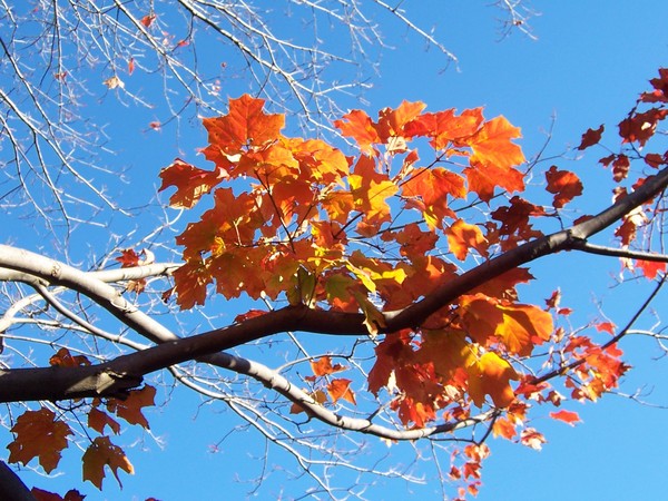 Red Leaves