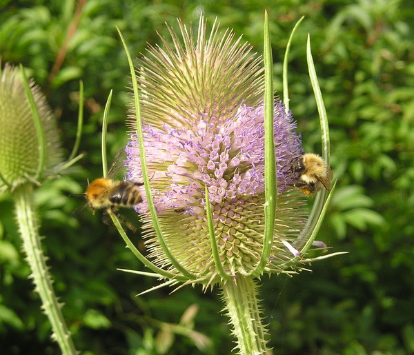 Bee and Teasel 6