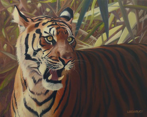 Binjai - Sumatran tigress