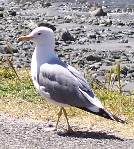 Seagull @ the Oregon Coast