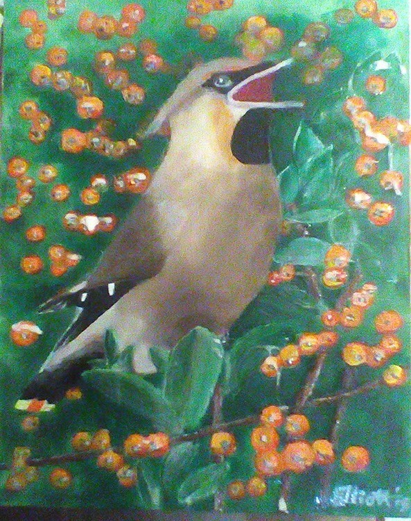 cedar waxwing