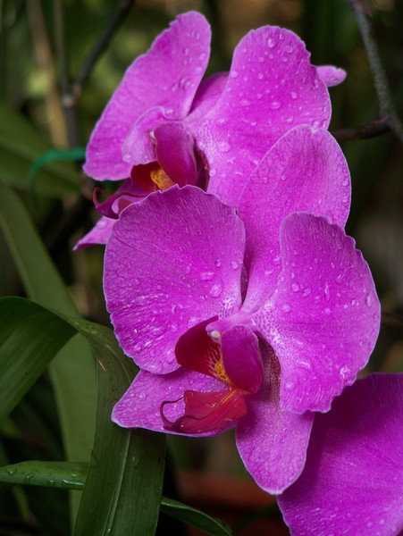 Orchid in the Mist