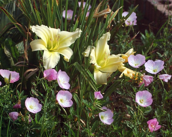 DAYLILLIES AND BUTTERCUPS - 4181