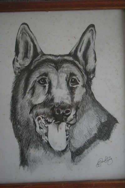 Synbad...our old german shepard!