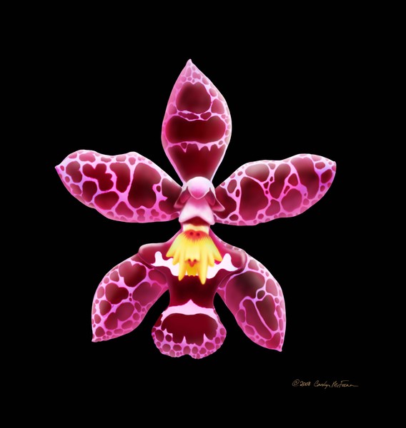 Oncidium Type Orchid