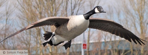 Canadian Goose in Flight