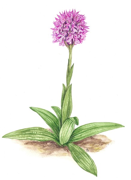 Three-toothed Orchid - Orchis tridentata