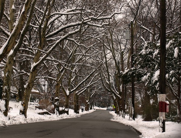 Snowy Sycamore Trees in Ridgewood, NJ