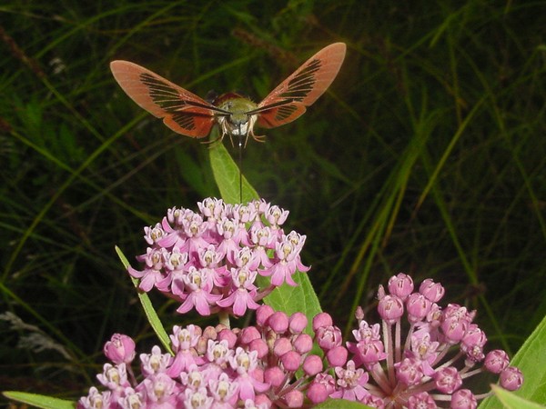 Hummingbird Moth