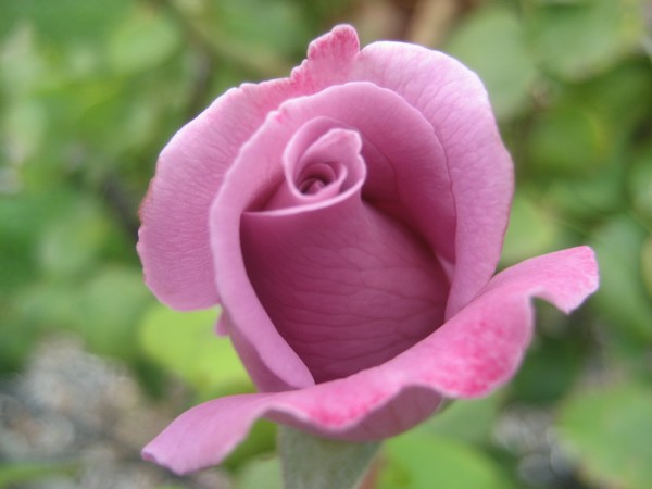 Baby rose