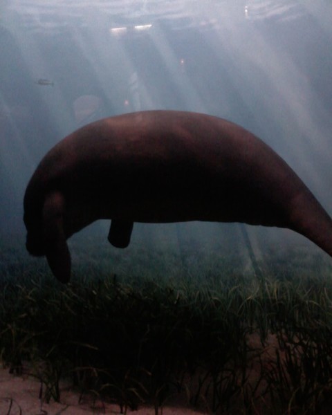 Manatee