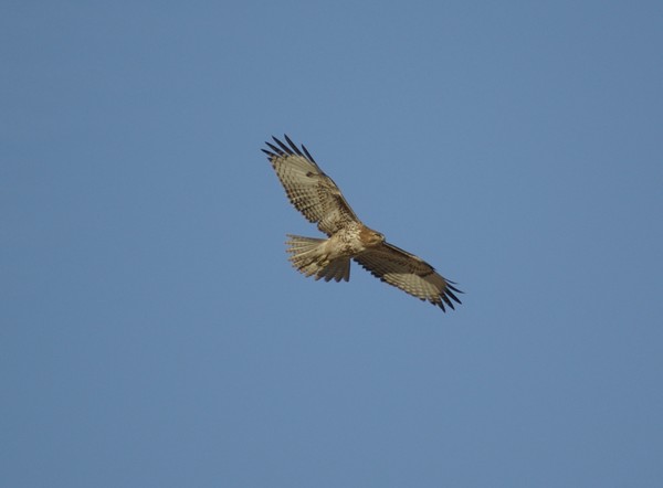Red tailed hawk III