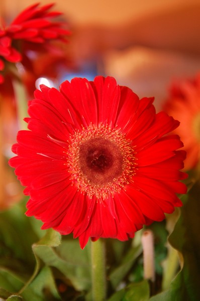 Sunflower red