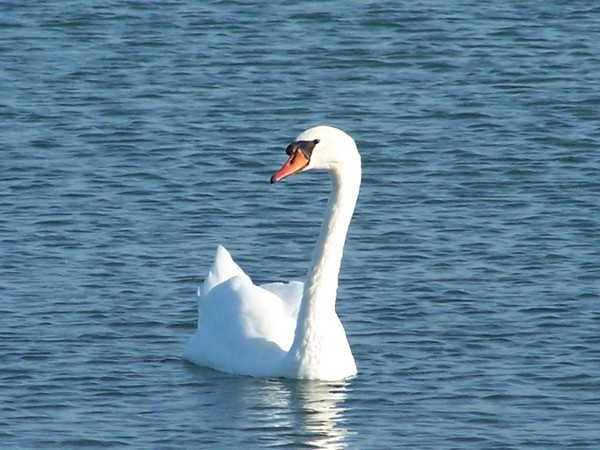 Swan at St Ignace, Mi