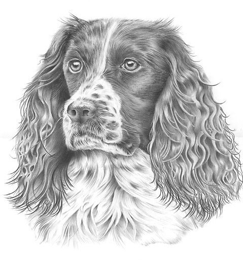 springer spaniel