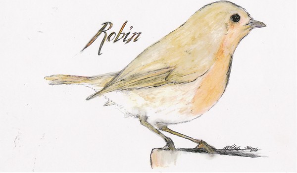 Robin redbreast