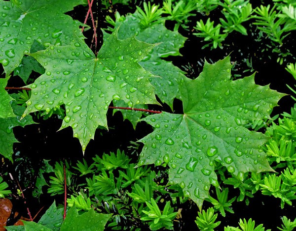 Rain Leaves