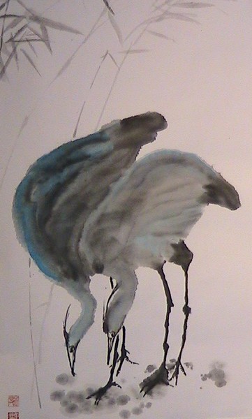 Blue herons foraging