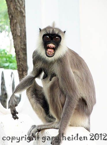 Possessed Female Monkey