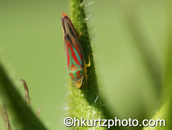 Red-banded leafhopper