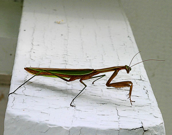 Mr. Mantis, ne1054