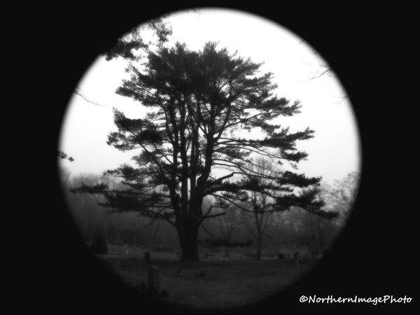 Dark Tree