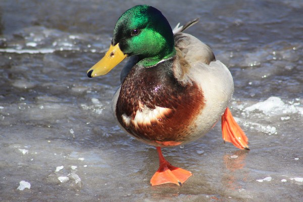 Mallard ducks on ice