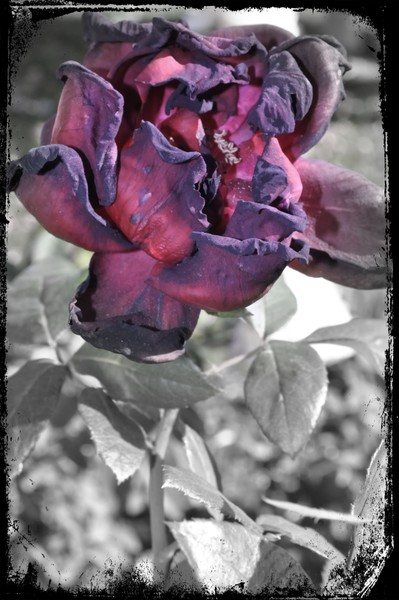 Red and purple rose and Grey backing