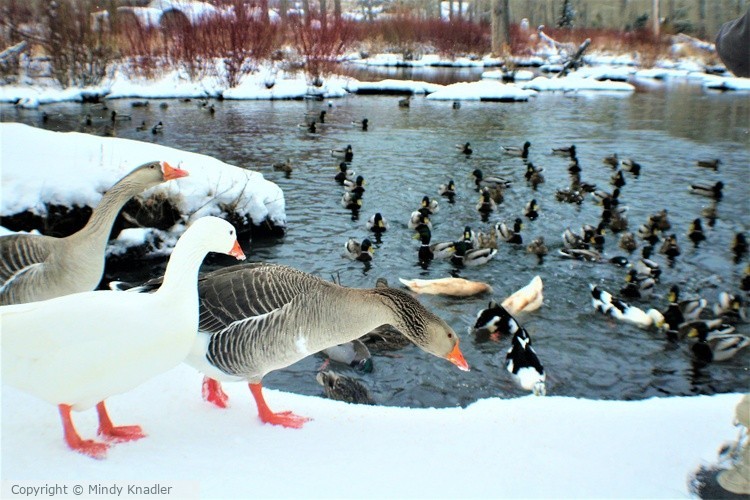 Geese and ducks