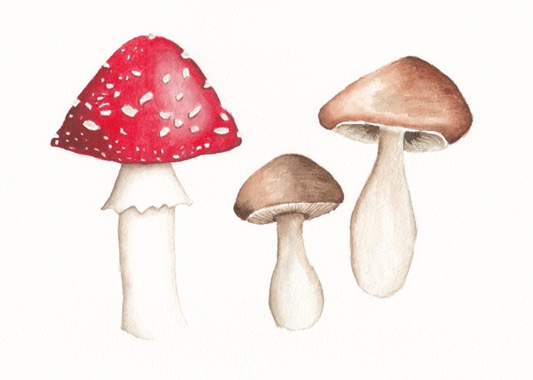 Toadstools