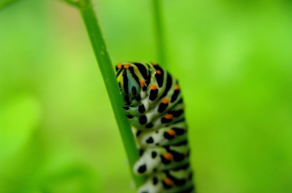 The caterpillar cry