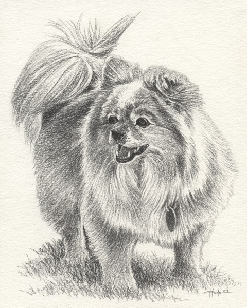 Tannie - Pomeranian