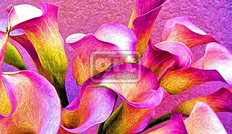 Fuchsia Calla Lilies