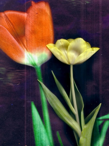 Beautiful artfabric and a tulip