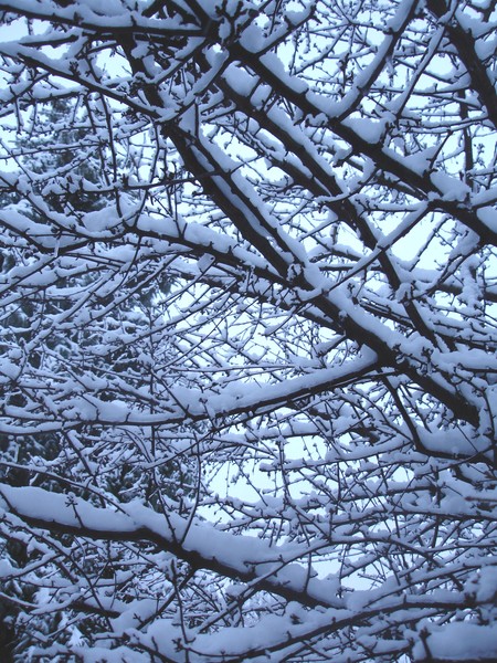 Blue Snowy Tree