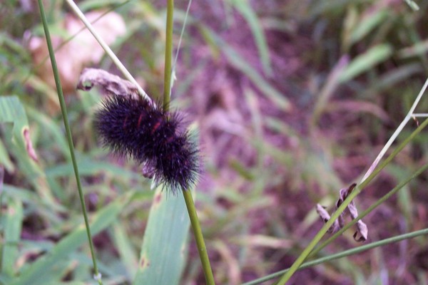 Furry Caterpiller