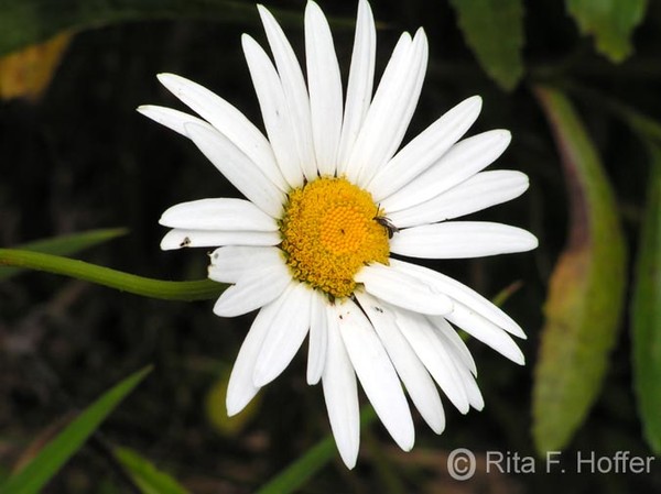 Lone Daisy