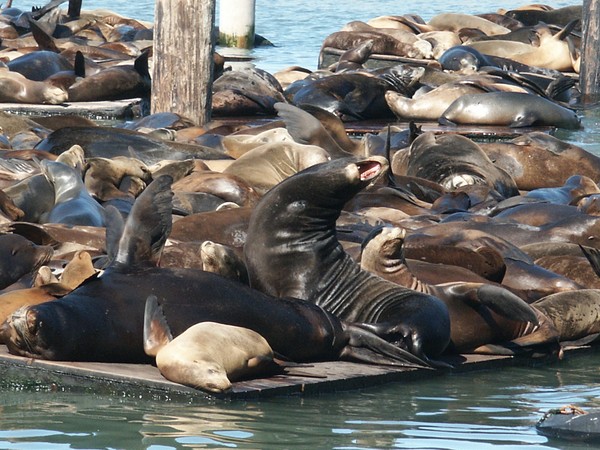 Seals