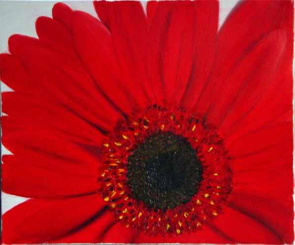 Gerbera