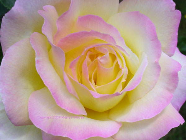 Rose 1598