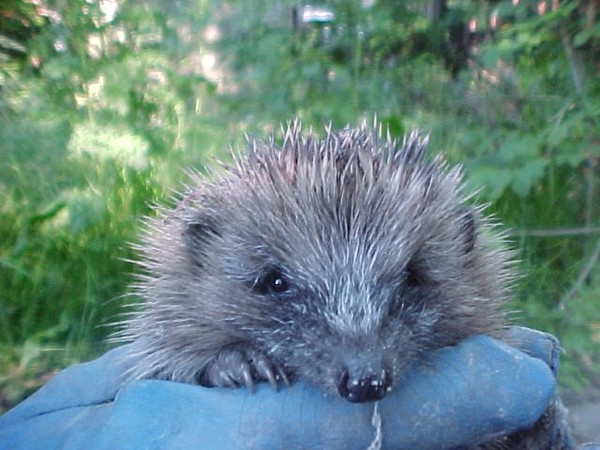 Spikey! (the hedgehog)